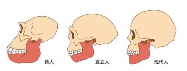 智齿示意图 尊龙凯时阳光口腔