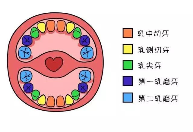 儿牙专家鲁莉英解读窝沟封闭和涂氟 尊龙凯时阳光口腔 北大口腔