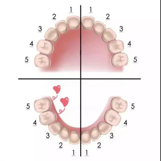 干货│北大口腔周彦恒：不要错过儿童牙齿矫正的黄金期